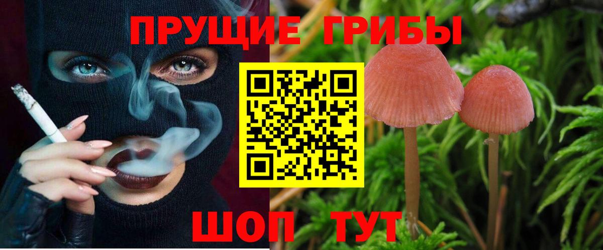 Галлюциногенные грибы Psilocybine cubensis Ачинск